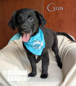 Gus, Labrador Retriever / Shepherd, puppy, available for adoption