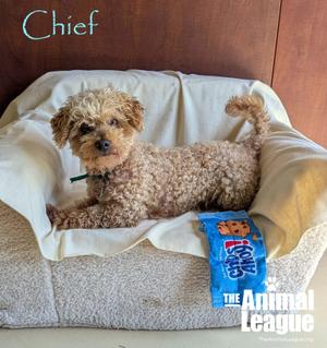Chief, Miniature Poodle, adult, available for adoption