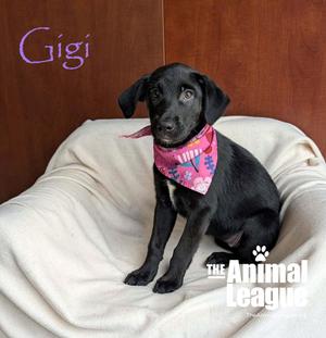Gigi, Labrador Retriever / Shepherd, puppy, available for adoption