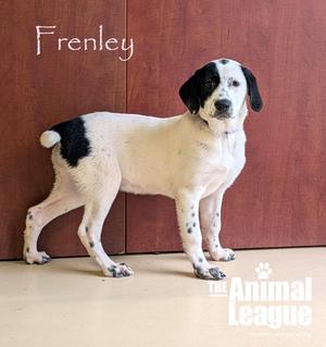 Frenley, Labrador Retriever, puppy, available for adoption