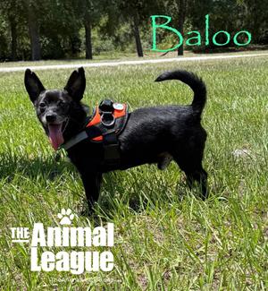 Baloo, Chihuahua, adult, available for adoption
