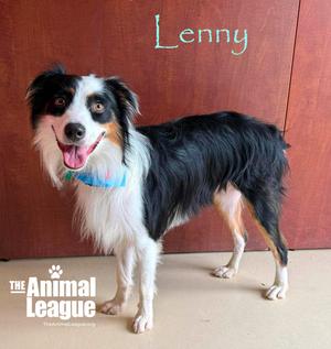 Lenny, Australian Shepherd, adult, available for adoption