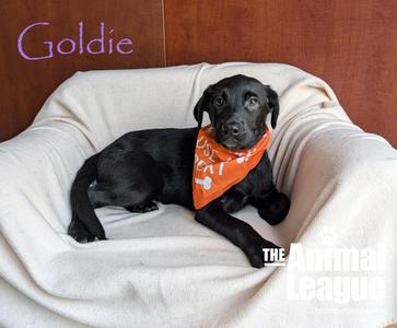 Goldie, Labrador Retriever / Shepherd, puppy, available for adoption