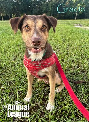 Gracie, Australian Shepherd / Labrador Retriever, adult, available for adoption