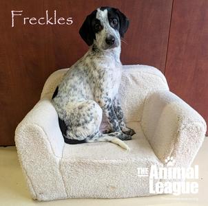 Freckles, Labrador Retriever, puppy, available for adoption