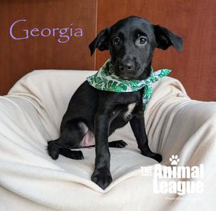 Georgia, Labrador Retriever / Shepherd, puppy, available for adoption