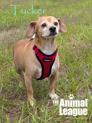 A small dog wearing a red harness standing in a grassy field. The dog has a light brown coat with white markings on its chest and paws. The text "Tucker" is written in blue at the top left corner, and "The Animal League" is written in white at the bottom right corner.