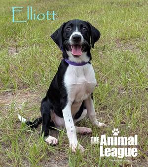 A black and white dog sitting in the grass with its mouth open, wearing a purple collar. The text "Elliott" is in the top left corner, and "The Animal League" is in the bottom right corner.