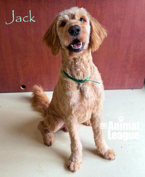 Jack, Goldendoodle, adult, available for adoption