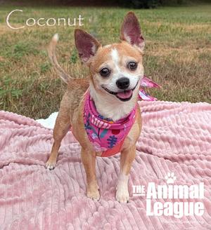 A small dog wearing a pink bandana standing on a pink blanket with the text "Coconut" and "The Animal League" visible in the image.