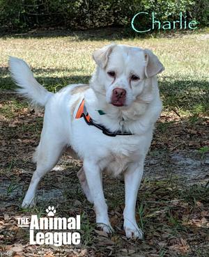 Charlie, Labrador Retriever, adult, available for adoption