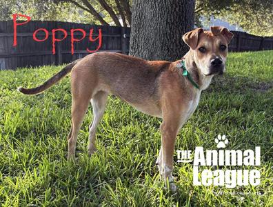Poppy, Terrier, adult, available for adoption