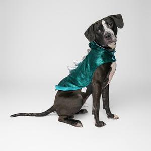 A black and white dog wearing a green, sparkly vest, sitting on a white background.