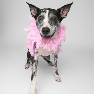 A black and white dog with a pink feather boa around its neck.