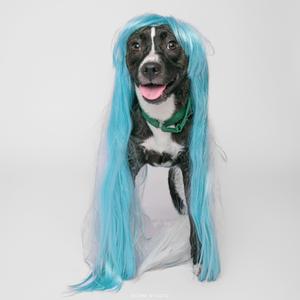 A black and white dog wearing a blue wig and a green bandana.