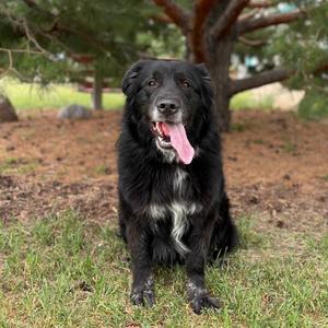 Onyx, Pyrenees, Great, adult, available for adoption