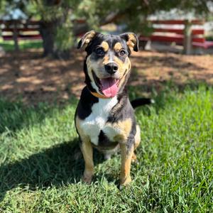 Luke--In Foster, Shepherd, adult, available for adoption