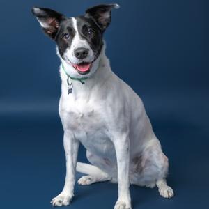 Brie--In Foster, Collie, Border, senior, available for adoption