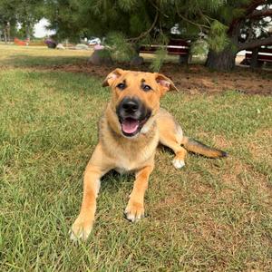 Sangria--In Foster, Shepherd, adult, available for adoption