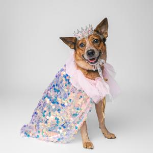 A dog wearing a tiara and a sequined pink dress