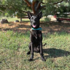 A black dog sitting on grass with a green collar, looking at the camera.