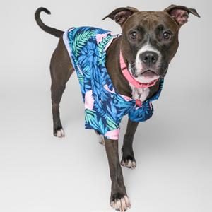 A dog wearing a colorful Hawaiian shirt