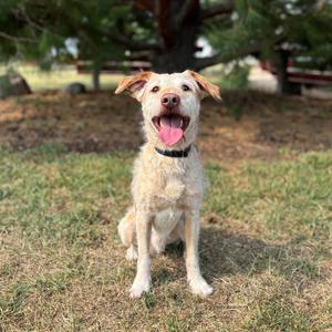 Barley--In Foster, Terrier, senior, available for adoption