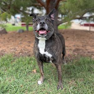 A brindle and white dog standing on grass with its mouth open and tongue out.