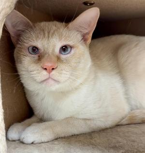 Mack, young, available for adoption