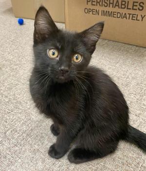 Shadow, kitten, available for adoption
