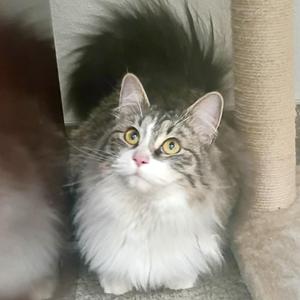 Rosie, young, available for adoption