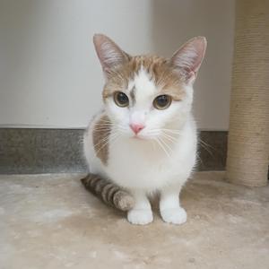 A white and brown cat sitting on a tiled floor, looking directly at the camera.