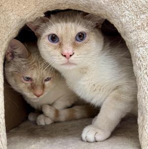 Cheez, kitten, available for adoption