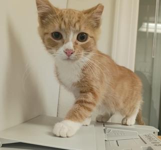 A small orange and white kitten standing on a white surface, looking directly at the camera.