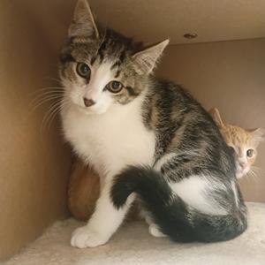 America, kitten, available for adoption