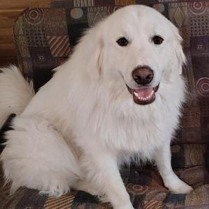 Clyde, Great Pyrenees, adult, available for adoption