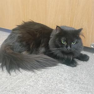 Frankie, young, available for adoption