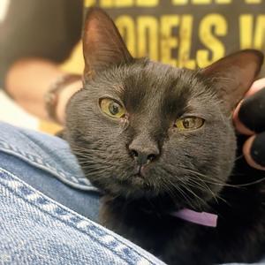 Bandit, young, available for adoption