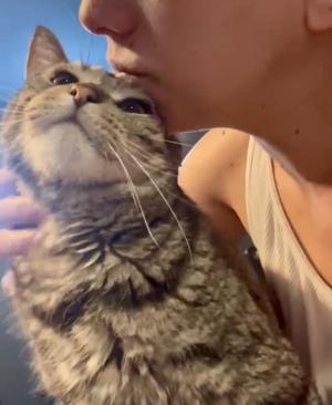 Nego, adult, available for adoption