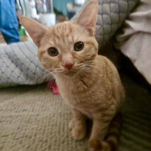 Tucker, kitten, available for adoption