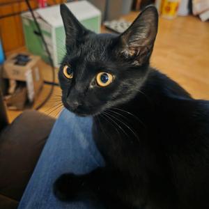 Holly, kitten, available for adoption