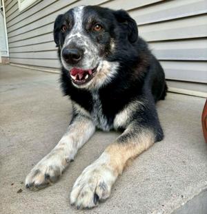 Chevy, Australian Shepherd, adult, available for adoption
