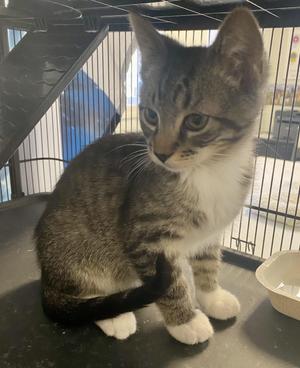 Tiger, kitten, available for adoption