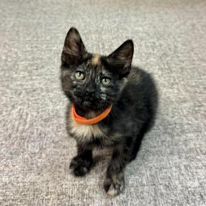 Gingy, kitten, available for adoption