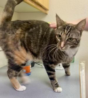 Luci, young, available for adoption