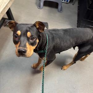 Aspen, Shepherd, adult, available for adoption