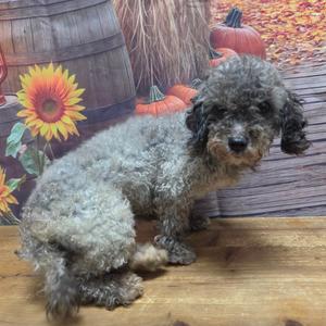 A small, curly-haired dog with a grayish coat is sitting on a wooden surface. The background features a fall-themed decoration with a sunflower, pumpkins, and a wooden barrel.