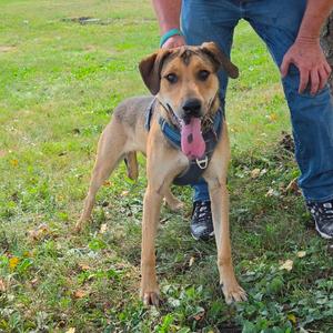 A brown and black dog with a blue collar standing on grass, with a person's legs visible in the background.