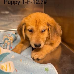 Belva, Beagle, available for adoption