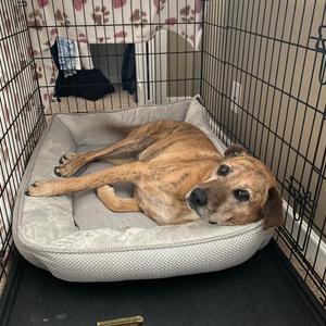 Bailey, Retriever, Labrador, adult, available for adoption